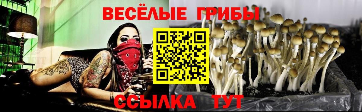 Псилоцибиновые грибы GOLDEN TEACHER Ухта